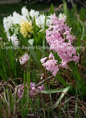 Original ACEO photo fine art print 2.5×3.5″ HYACINTHS pink white yellow flowers