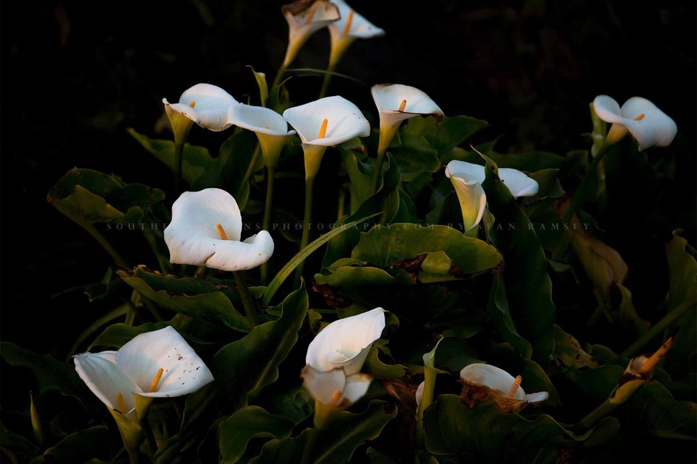 Wild Calla Lilies in Big Sur California Photo Print (Unframed)