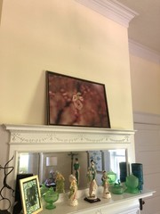 Antique Washington DC Cherry Blossoms