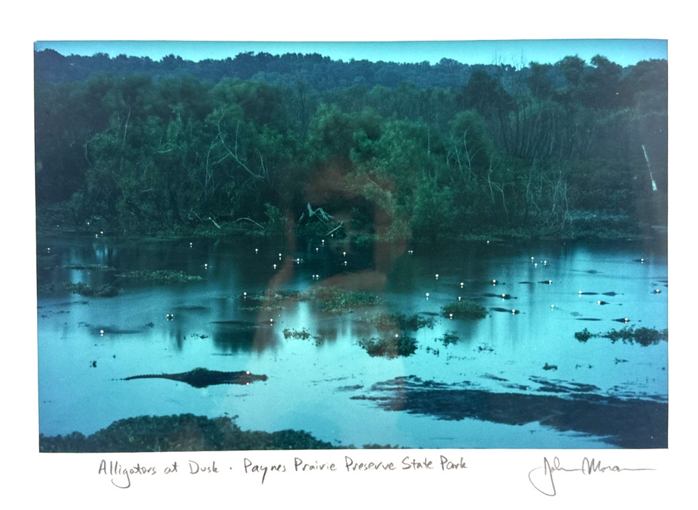 John Moran Photography Artist Signed Matted Alligators At Dusk 8×12