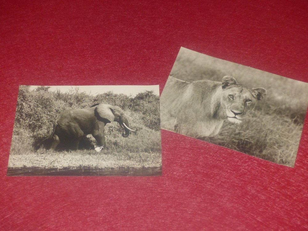 Animals Of Africa / Anonymous – 2 Silver Photos Elephant & Lioness Ca 1950