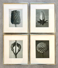 Karl Blossfeldt Original photogravures, 4 Framed From TAM O’NEILL FINE ARTS