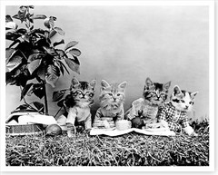 1914 Anthropomorphic Kittens Cats Having A Picnic Silver Halide Photo