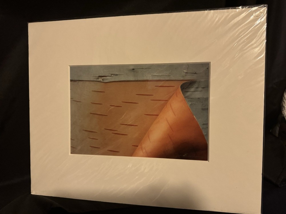 National Geographic photographer Jim Brandenburg original photo Birch tree