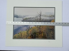 Jay Steinke Hungry Jake Lake Fall Leaves Minnesota Signed Photo Matted 19×16