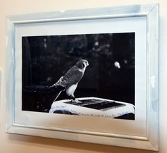 Peregine Falcon side view, Rosendale, NY, 8 x 10 in art photo by Mel Gonz, 2024