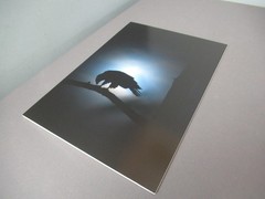 New Photograph of Eagle in Moon Light – Color – 16 1/2″ x 11 3/4″ – e6 em