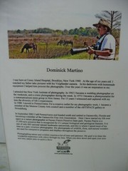 MATTED PHOTOGRAPHY Fishen Great Blue 2 in Paynes Prairie By Dom Martino 16x20in