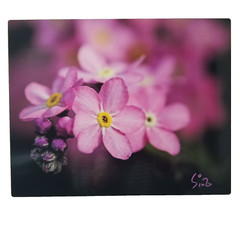 Original Wildlife Photo Metal Print LE Signed COA Forget-Me-Not Picture 8 x 10