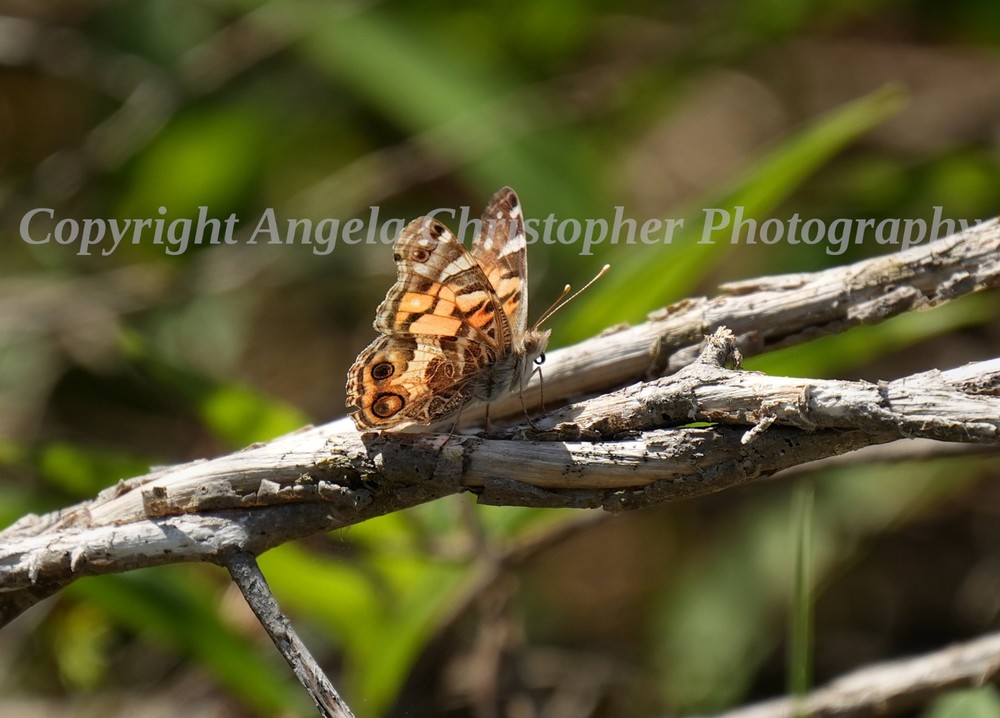 Original ACEO photo fine art print 2.5×3.5″ PAINTED LADY BUTTERFLY orange brown
