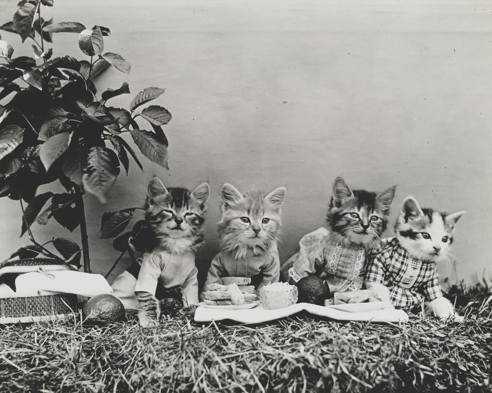 cat kitten kitty art print Harry Whittier Frees 8×10 vintage photo picture #12
