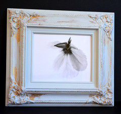 Pair Framed Fine Art Photography Black and White Photos of Primrose Flowers two