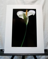 Original Photography Art Print “Lily No.2”