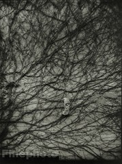 1959/78 JOSEF SUDEK Vintage Czech Photo Gravure SURREAL Vine Branch Wall Face