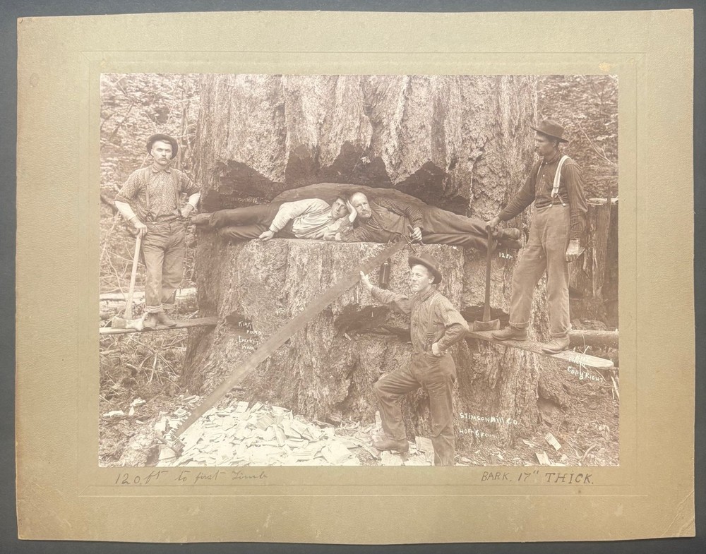 Antique GEORGE W KIRK Stimson Mill MASSIVE Cedar TREE Everett Washington PHOTO