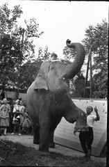 LOT 4x, elephant in the circus, funny, artists, vintage fine art negative 1950’s