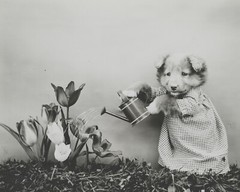 baby puppy dog art print Harry Whittier Frees 8×10 vintage photo picture #29