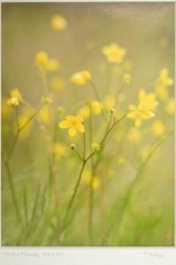 Tom Adams Photography Swamp Buttercup Yellow Flowers Oregon Matted Photo Art
