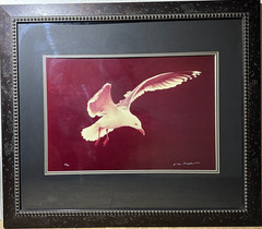 Thomas Mangelsen Signed Photo 1978 Seagull Flight LE #494/500 Framed 29″ x 25″