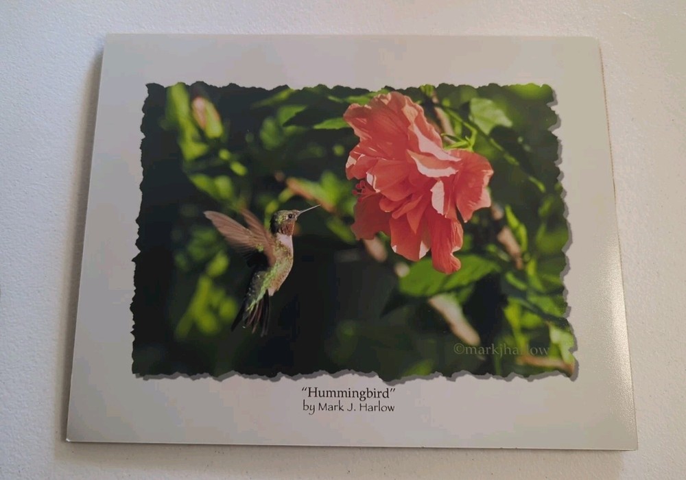 Hummingbird Pro Lab Frame Ready 8×10 Print By Mark J. Harlow 100 Year Archival