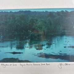 John Moran Photography Artist Signed Matted Alligators At Dusk 8×12