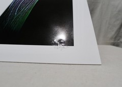 Original Photography Art Print “Calla”