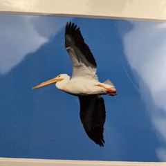 White Pelican Flying Bird Art Photography Matted 7×5 Inch Beach Decor Brauer