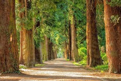 Digital Forest Landscape Wall Art Printable Nature Photography Download Home Dec