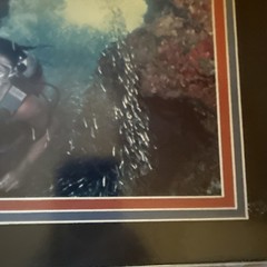 Diving With Fish Framed Photograph Cayman Islands 14” X 12” 1990’s