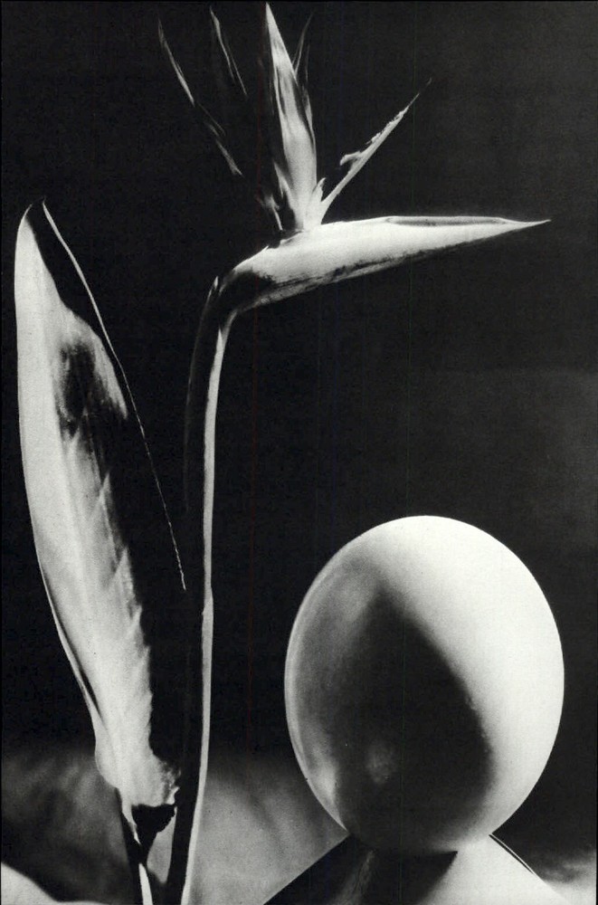 1975 Man Ray Abstract Bird Of Paradise Flower & Egg Shape Art Photo Gravure