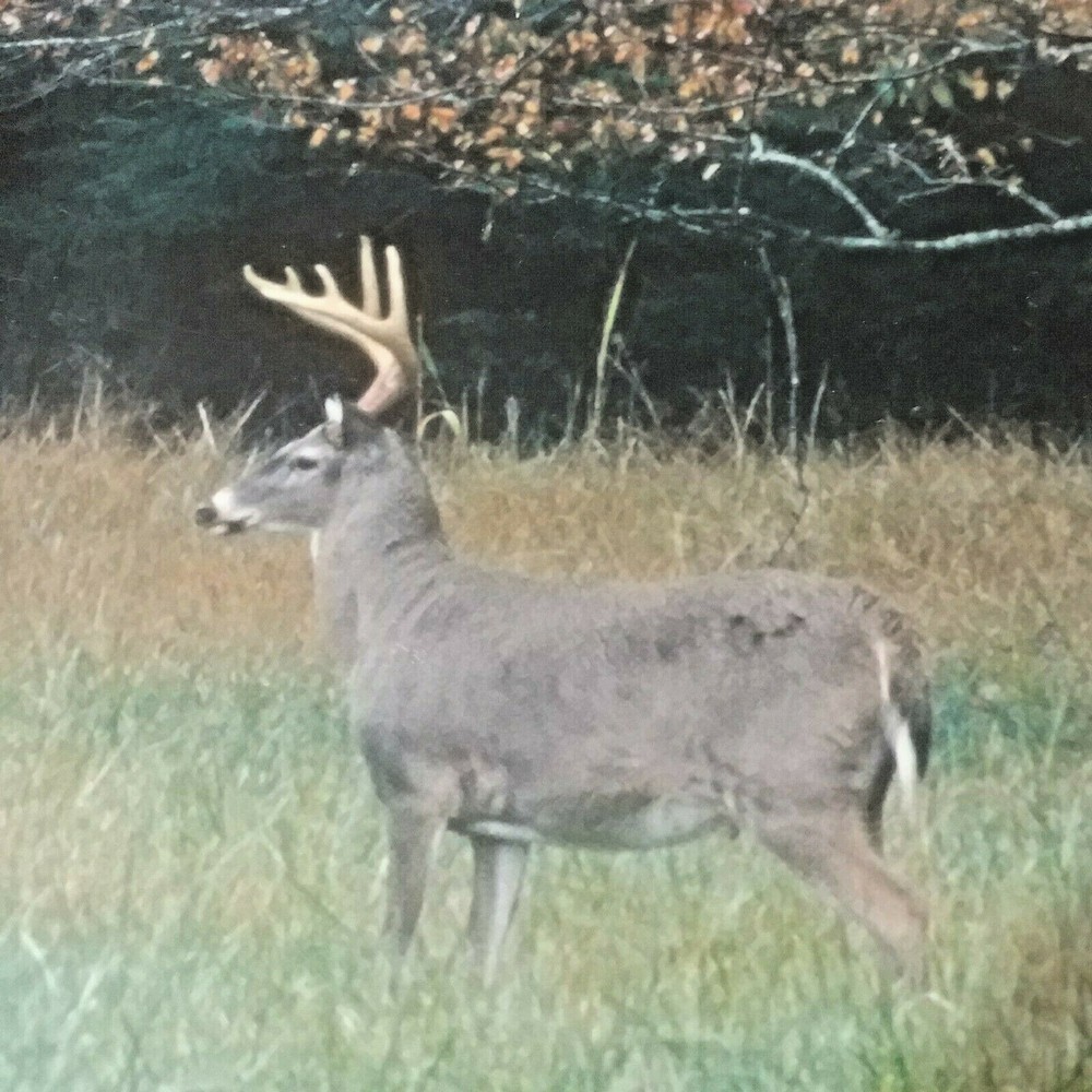 Buck Deer/Cades Cove/Smoky Mtns #031-Don Urban Orig. Nature Photography-12″X 16″