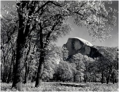 1938 1990s Ansel Adams Half Dome Oak Trees Autumn Yosemite Large Art Photo
