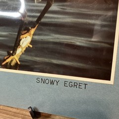VTG Snowy Egret Sea Bird Art Photography Matted Signed By Artist Beach Decor