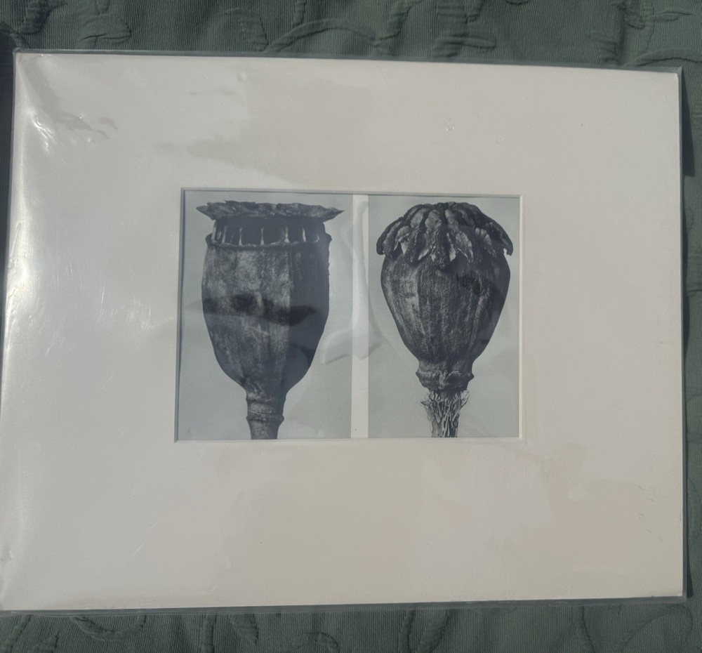 Karl Blossfeldt Vintage Botanical Photogravure, Poppies. Matted
