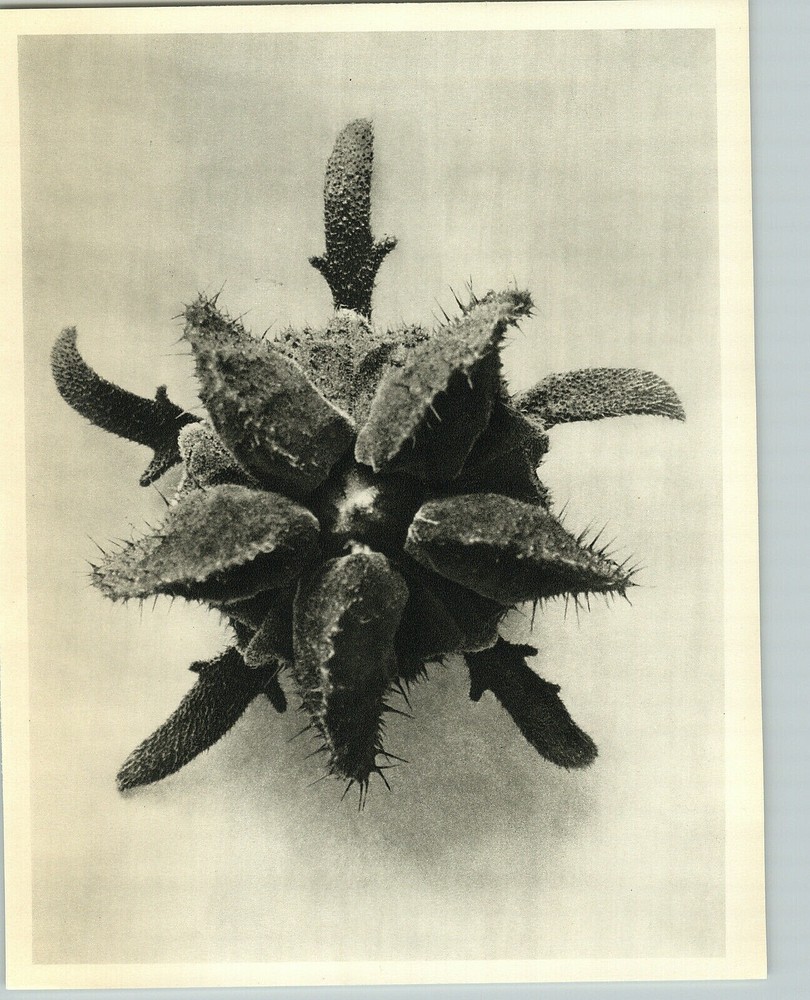 1942 Original BOTANICAL Caiophora Lateriti Flower II Photo Art KARL BLOSSFELDT