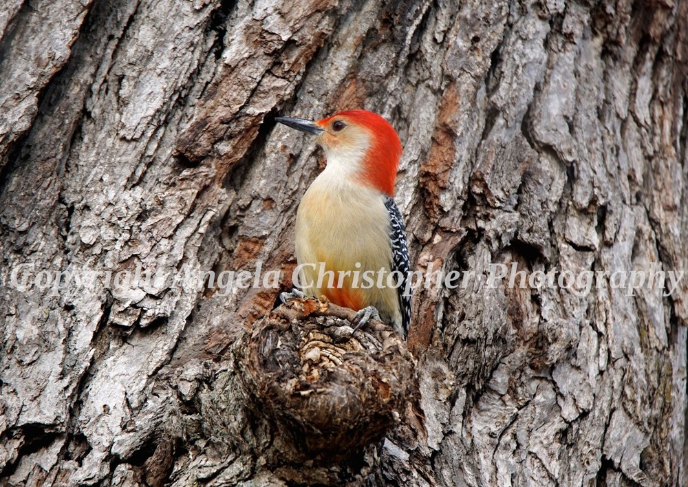 Original ACEO photo fine art print 2.5×3.5″ RED-BELLIED WOODPECKER IN TREE bird