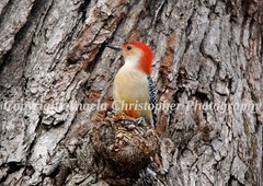 Original ACEO photo fine art print 2.5×3.5″ RED-BELLIED WOODPECKER IN TREE bird