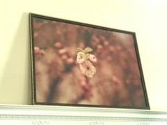Antique Washington DC Cherry Blossoms