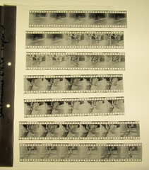 San Francisco 1981 Taylor Street Wilfried Bauer Photographer 7x Negative Strips