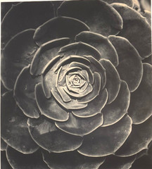 Large Close-Up 24″ x 20″ B & W Photograph of a Rose -1994-Mark Bugzester