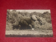 Animals Of Africa / Anonymous – 2 Silver Photos Elephant & Lioness Ca 1950