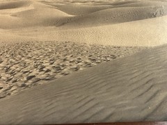 As Found Framed Lehnert & Landrock Panoramic Photo North African Desert Camel