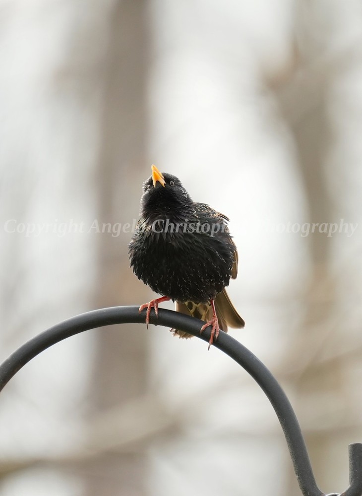 Original ACEO photo fine art print 2.5 x 3.5 inch STARLING LOOKING UP black bird