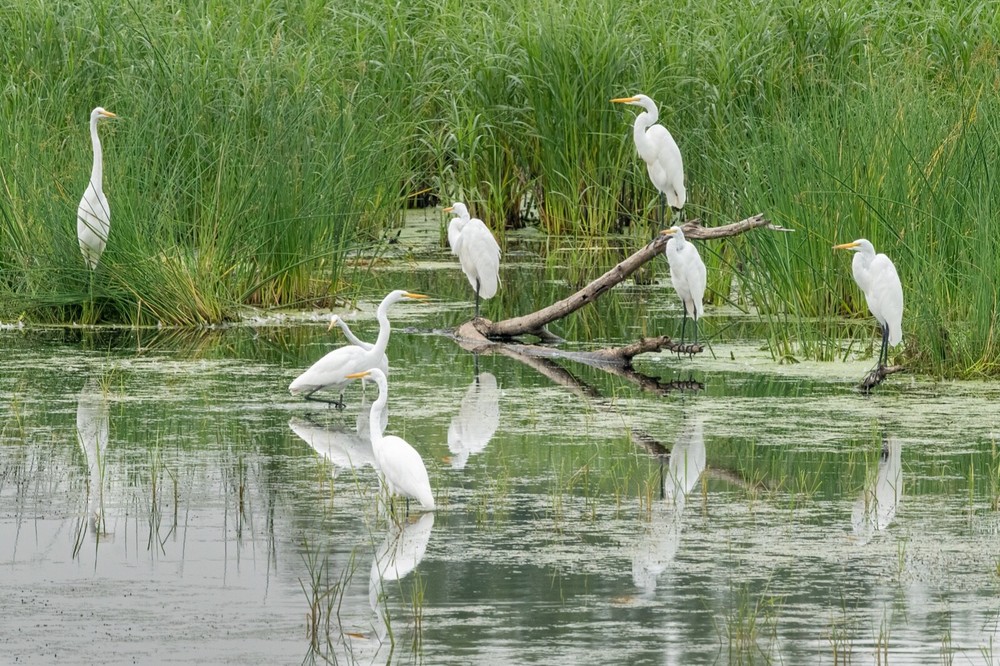 “Self Reflection” Egrets on The Mississippi River” 2022 (16 x 24″ Metal Photo)