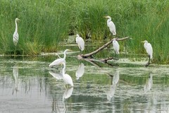 “Self Reflection” Egrets on The Mississippi River” 2022 (16 x 24″ Metal Photo)