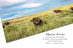 Buffalo Photography Print: Oklahoma Bison Herd Western Plains Prairie Picture