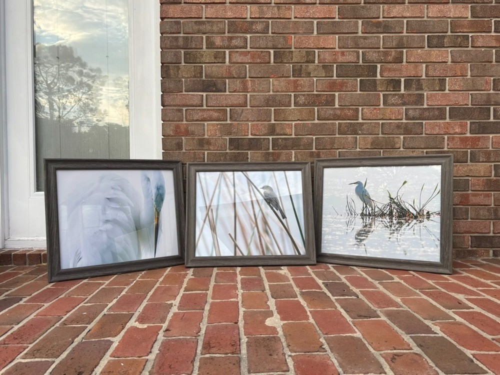 Set of 3 birds in nature photographs