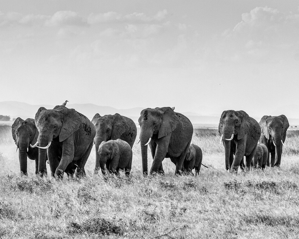 African Elephant Herd 8″x10″ Photograph Print 8×10