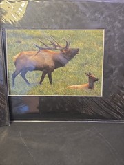 Jim Parker Knives Photography Color Prints 6×4 Wildlife Bear Deer Matted 8×10