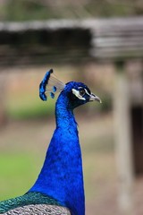Peacock Close‑Up Background | Wildlife Portrait Photo | High‑Res